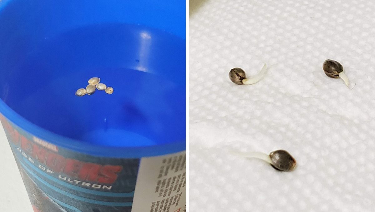 Super Lemon Haze Auto cannabis strain: germination and seedling stage | week 1 | five cannabis seeds floating on the surface of water and three seeds with their taproots showing lying on a wet paper towel
