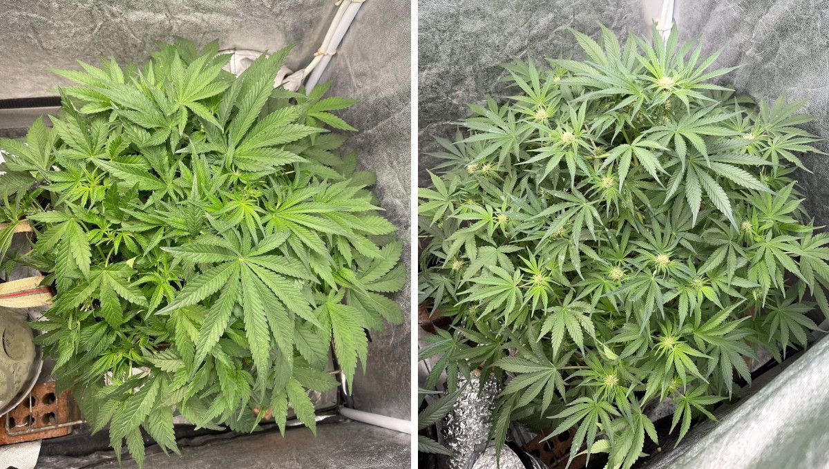 Cherry Cola Auto cannabis strain: early flower | weeks 6-7 | the progress in the first week of budding