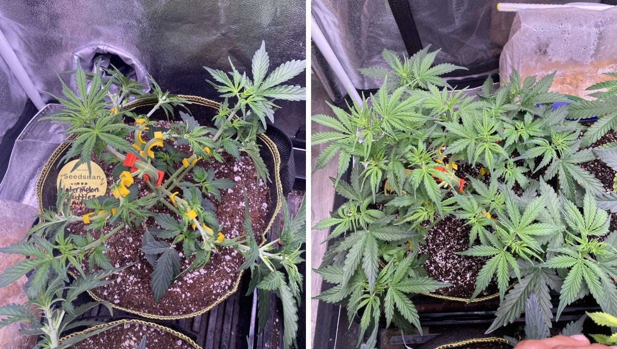 Watermelon Z Auto cannabis strain: mid veg | weeks 3-4 | a heavily trained and defoliated young cannabis plant