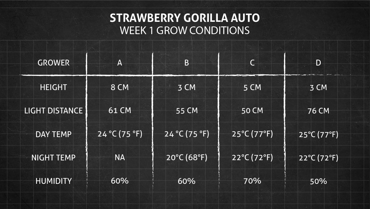 Strawberry Gorilla Auto Cannabissorte: Anbaubedingungen in Woche 1