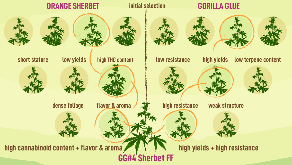 Fast Buds launches new Fast Flowering line: What Makes an FF Strain an Actual Fast Flowering Strain? Fast Buds launches new Fast Flowering line: What Makes an FF Strain an Actual Fast Flowering Strain?