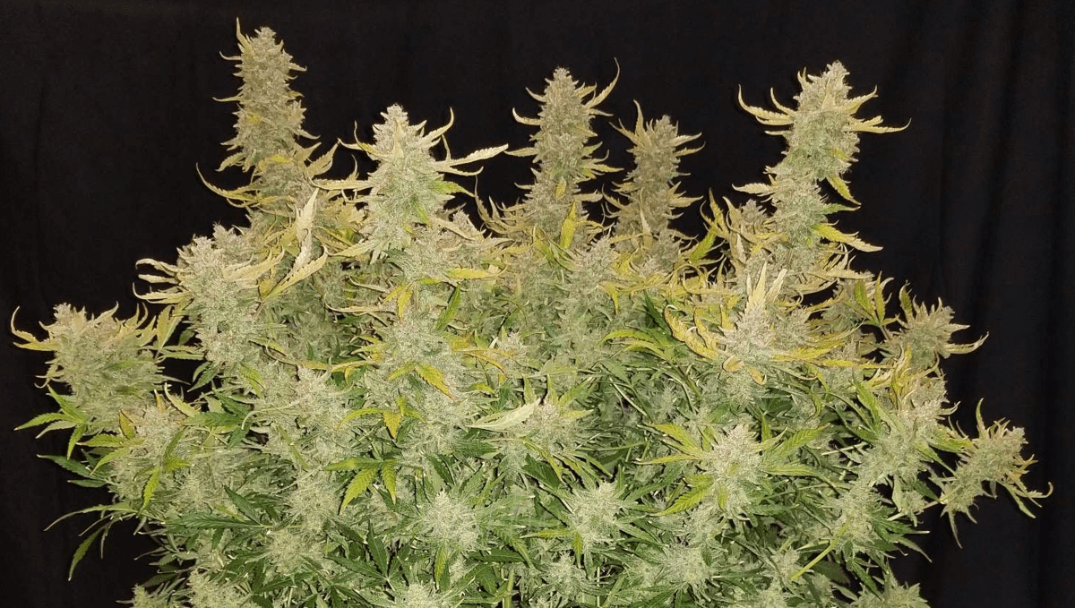 The Top 5 Best Indica Autoflower Strains Fast Buds