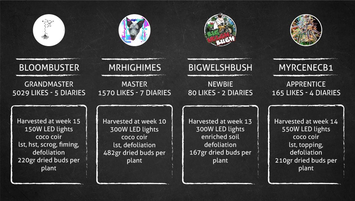 Gorilla Cookies Auto Cannabis Strain Week-by-Week Guide: The Outcome