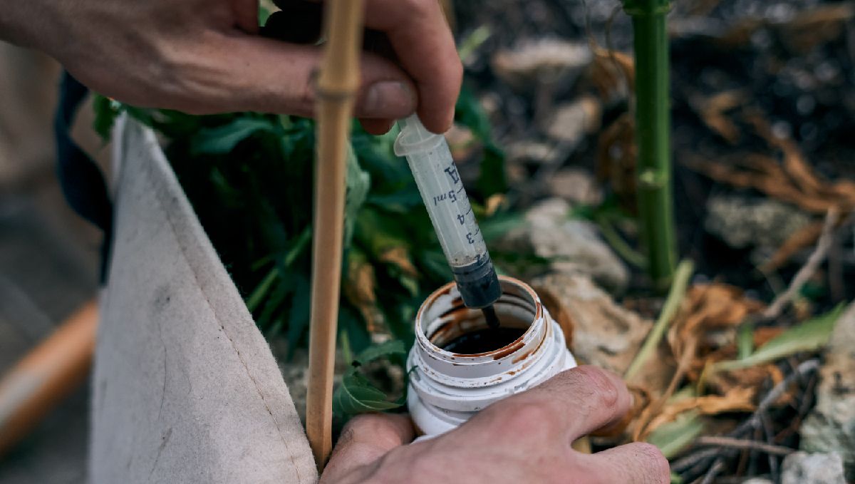 How to grow weed fast: go organic How to grow weed fast: go organic