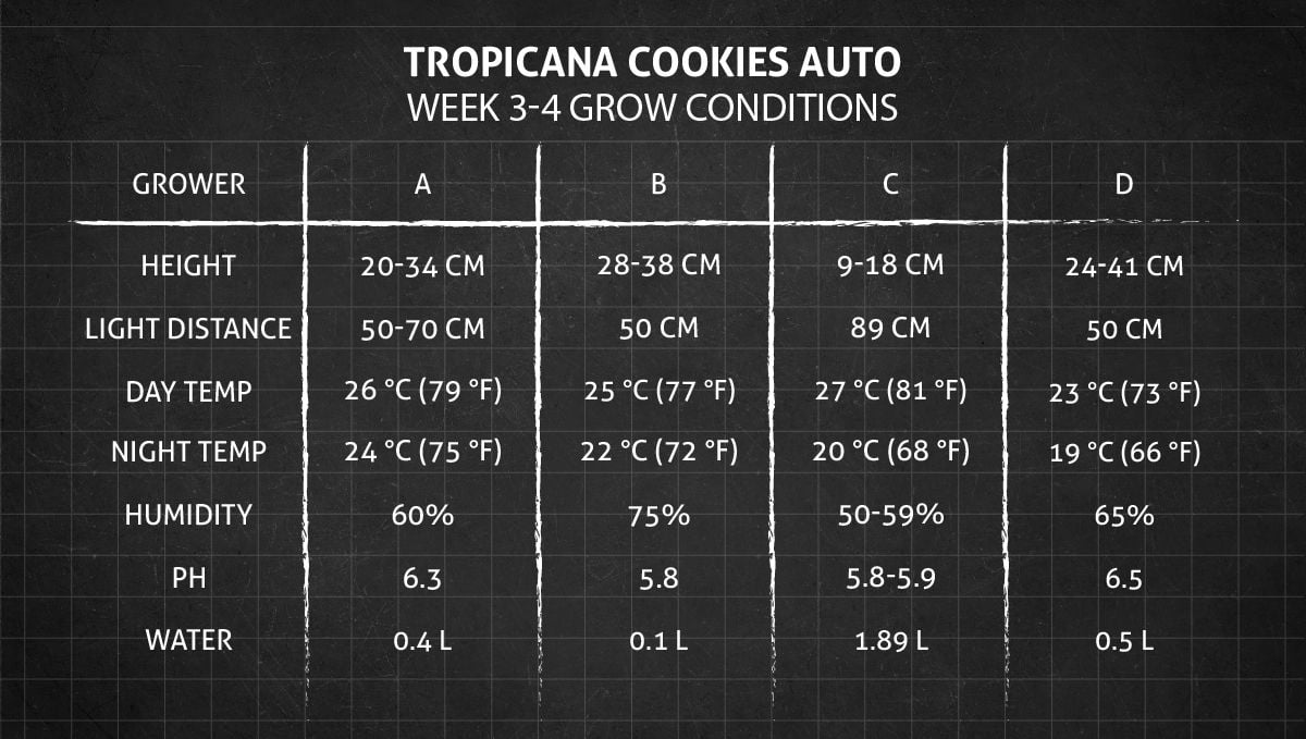 Tropicana Cookies Auto cannabis strain: weeks 3-4 grow conditions