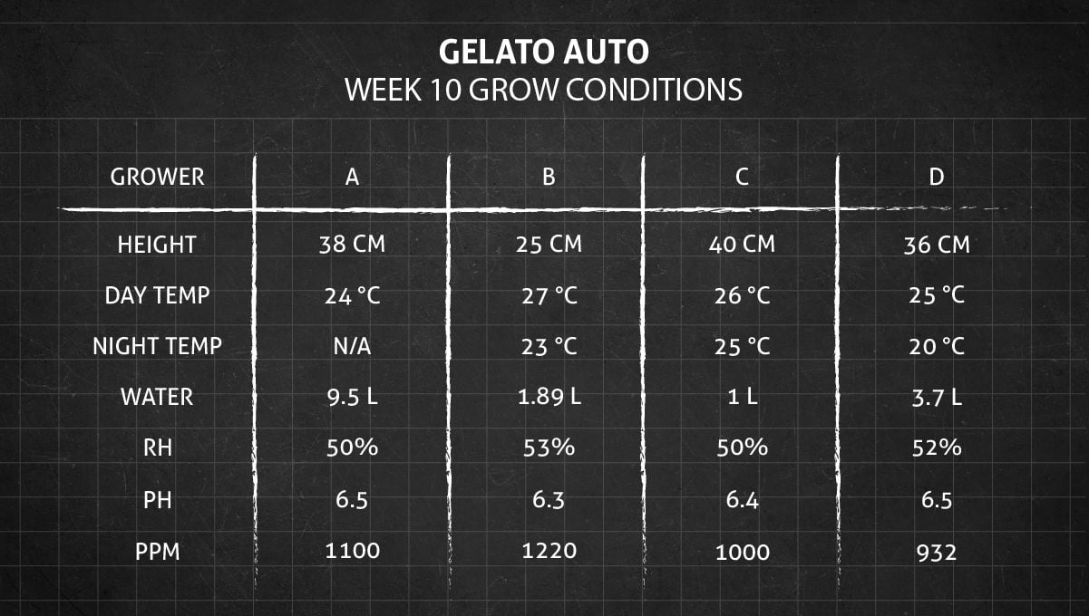 Gelato Auto Cannabis Strain Week-by-Week Guide: Grow conditions in week 10 Gelato Auto Cannabis Strain Week-by-Week Guide: Grow conditions in week 10
