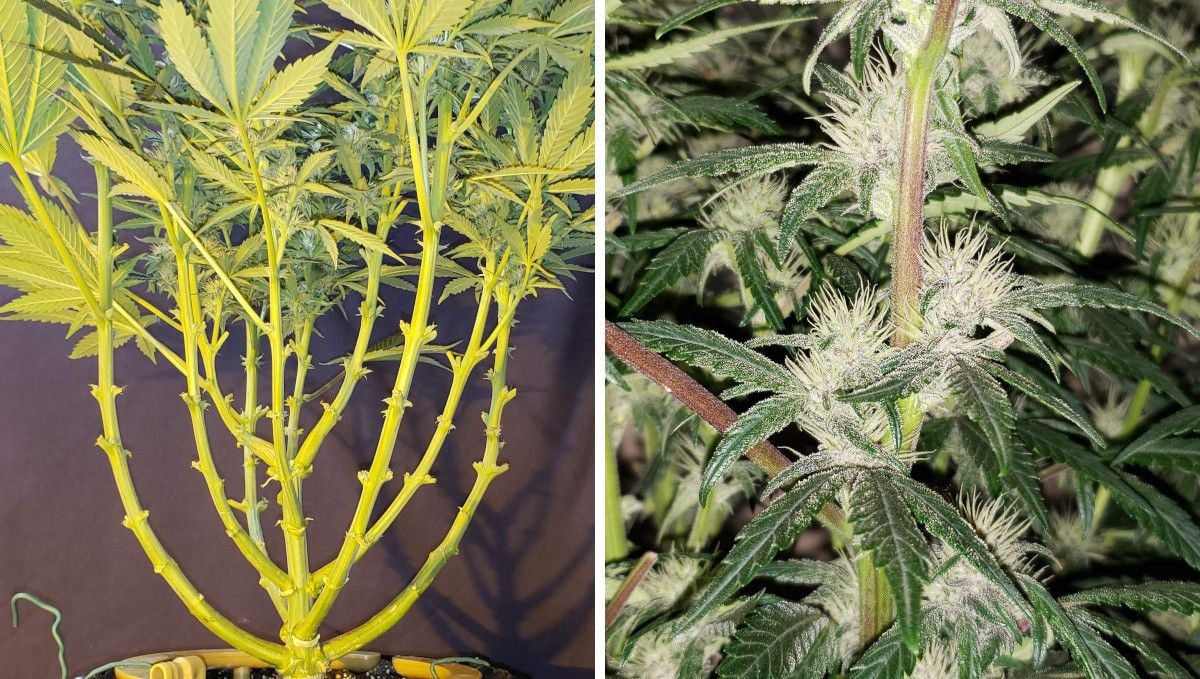 Strawberry Pie Auto Cannabis Strain Week-by-Week Guide: A heavily defoliated and lollipopped budding weed plant