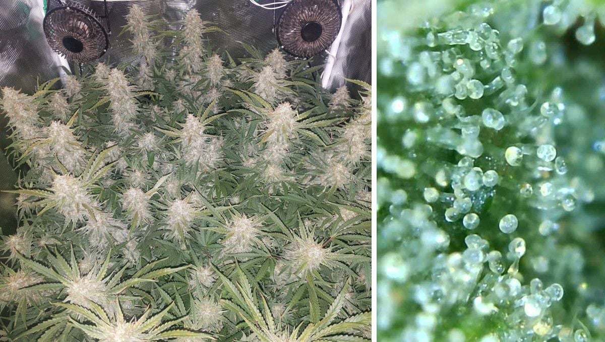 Pineapple Express Auto cannabis strain: ripening and harvest | weeks 10+ | a medium shot of an indoor plant on the eve of harvest and a macro shot of its trichomes