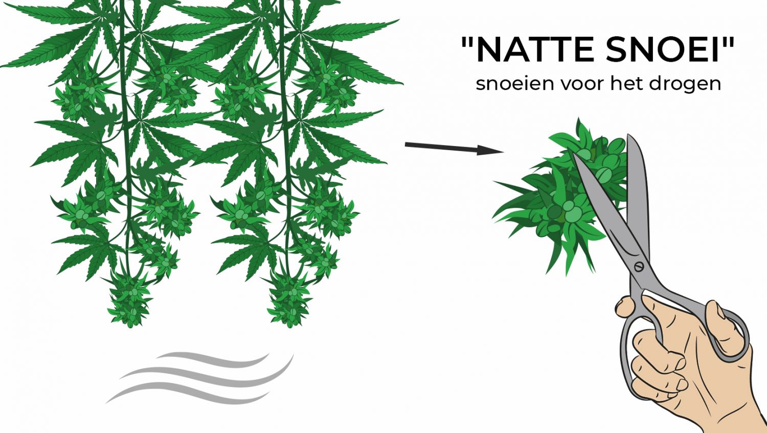 De beste omstandigheden voor je droogkamer en hoe je cannabis kunt drogen: Droog snoeien