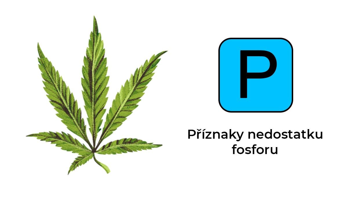 Nedostatek živin v konopí: fosfor