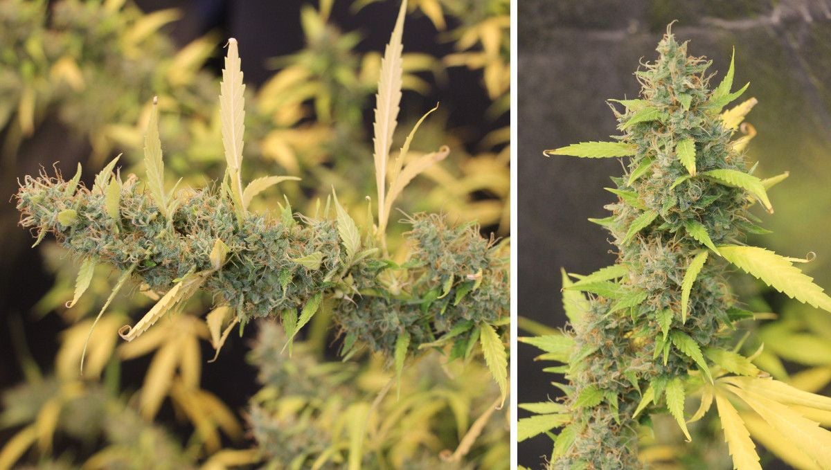 Tangerine Dream Auto cannabis strain: ripening and harvest | weeks 10 | long, drooping colas of an autoflower with faded yellow leaves