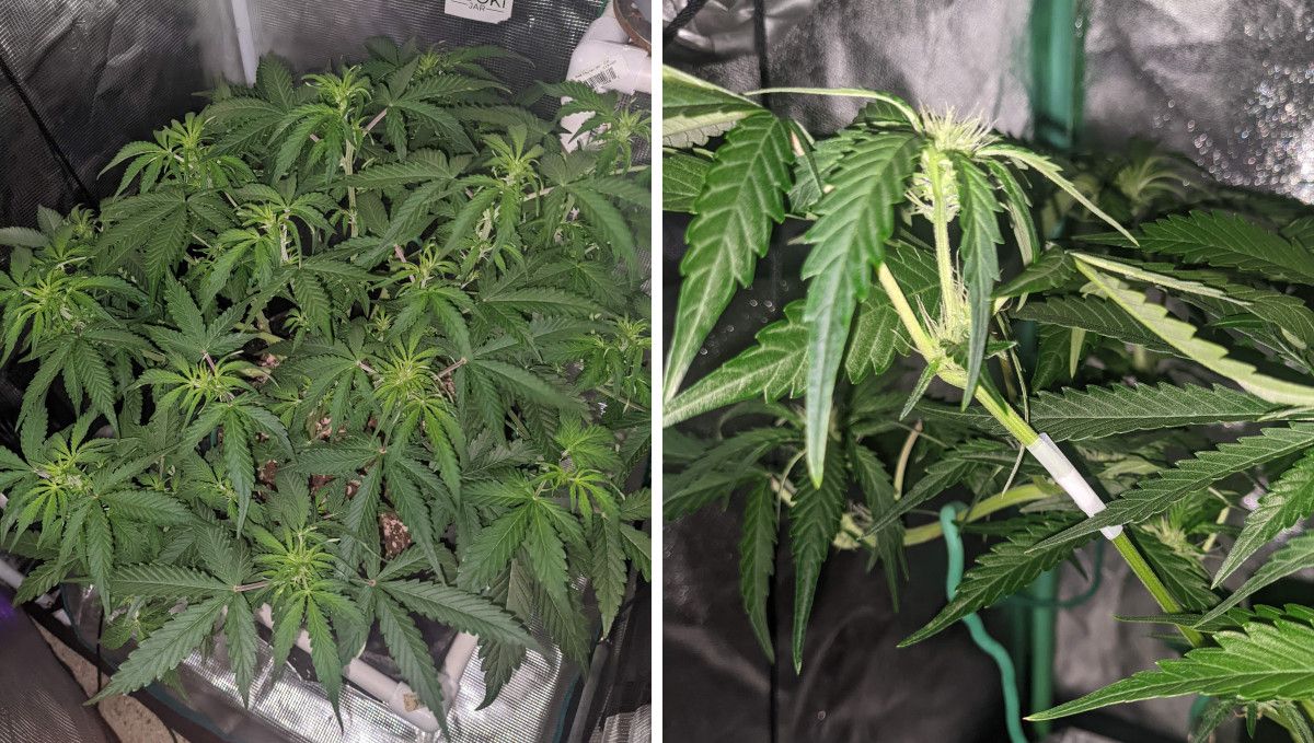 Cream Cookies Auto cannabis strain: transition (pre-flower) | week 5 | a medium-sized, very flat weed plant with the yellow color on its multiple tops and a closeup of one of those tops with the first pistils forming