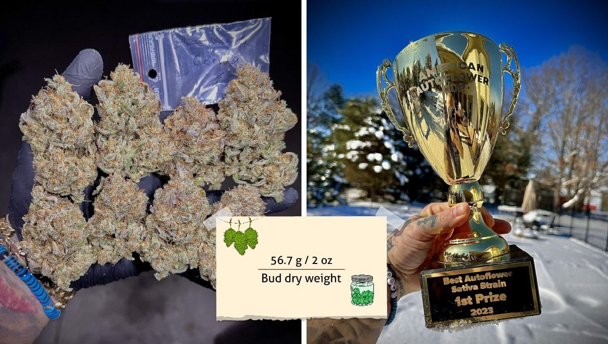 Strawberry Gorilla Auto Cannabissorte: Ertrag | Ein Bündel schöner Marihuanaknospen auf einer behandschuhten Hand und ein Autoflower Cup.