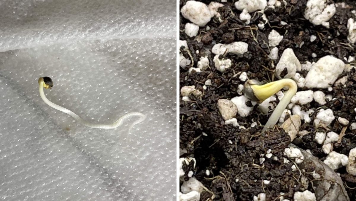 Cherry Cola Auto cannabis strain: germination and seedling stage | week 1 | the paper-towel method