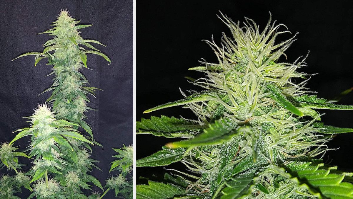 Russian Auto Cannabis Strain Week-by-Week Guide: A ganja plant 4 weeks into flowering with a long central cola all covered in flowers and a closeup of a bud with all pistils still white and a lot of trichomes