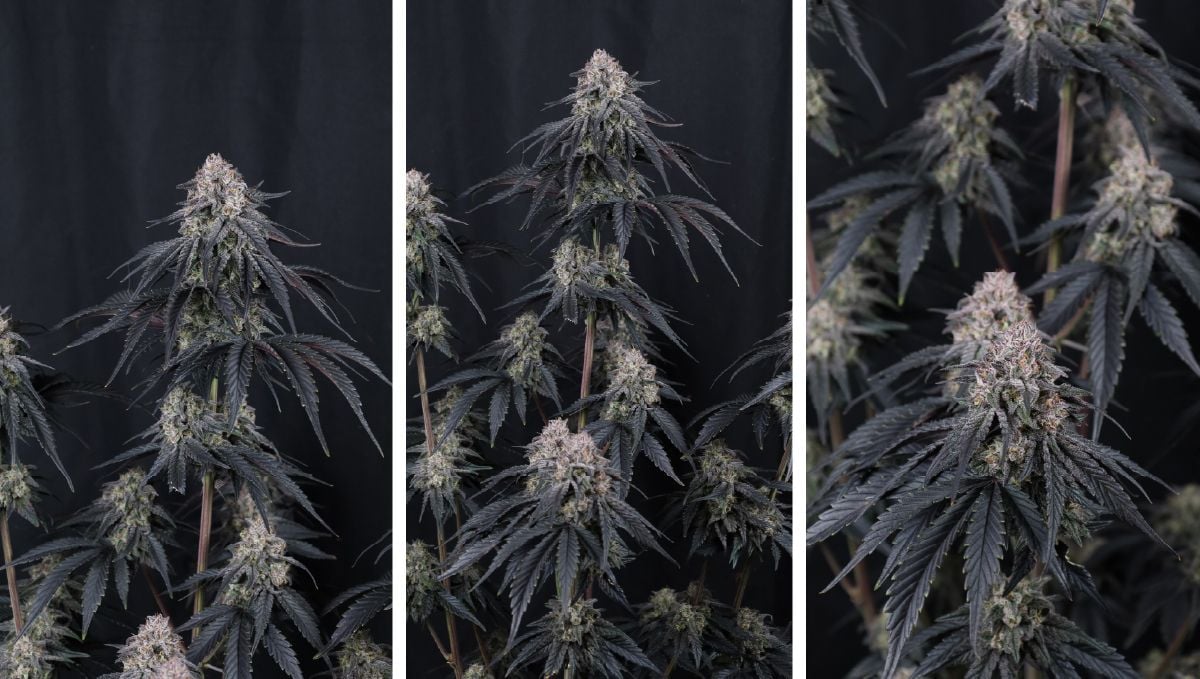 mango frost