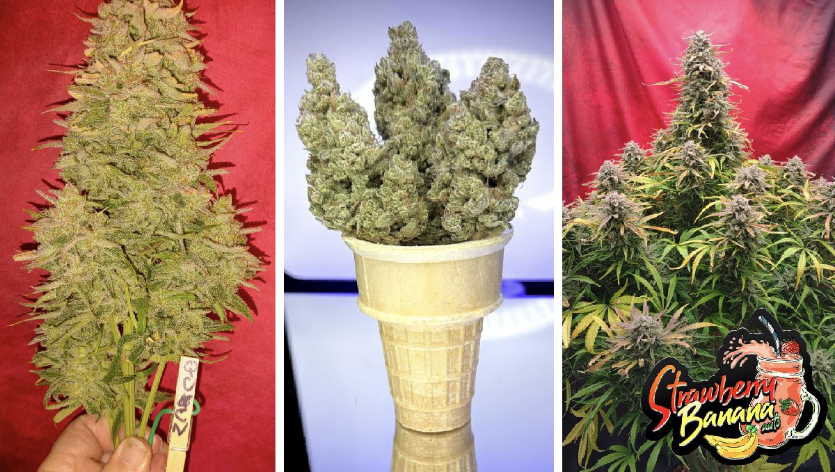 2-03.jpg strawberry banana autp