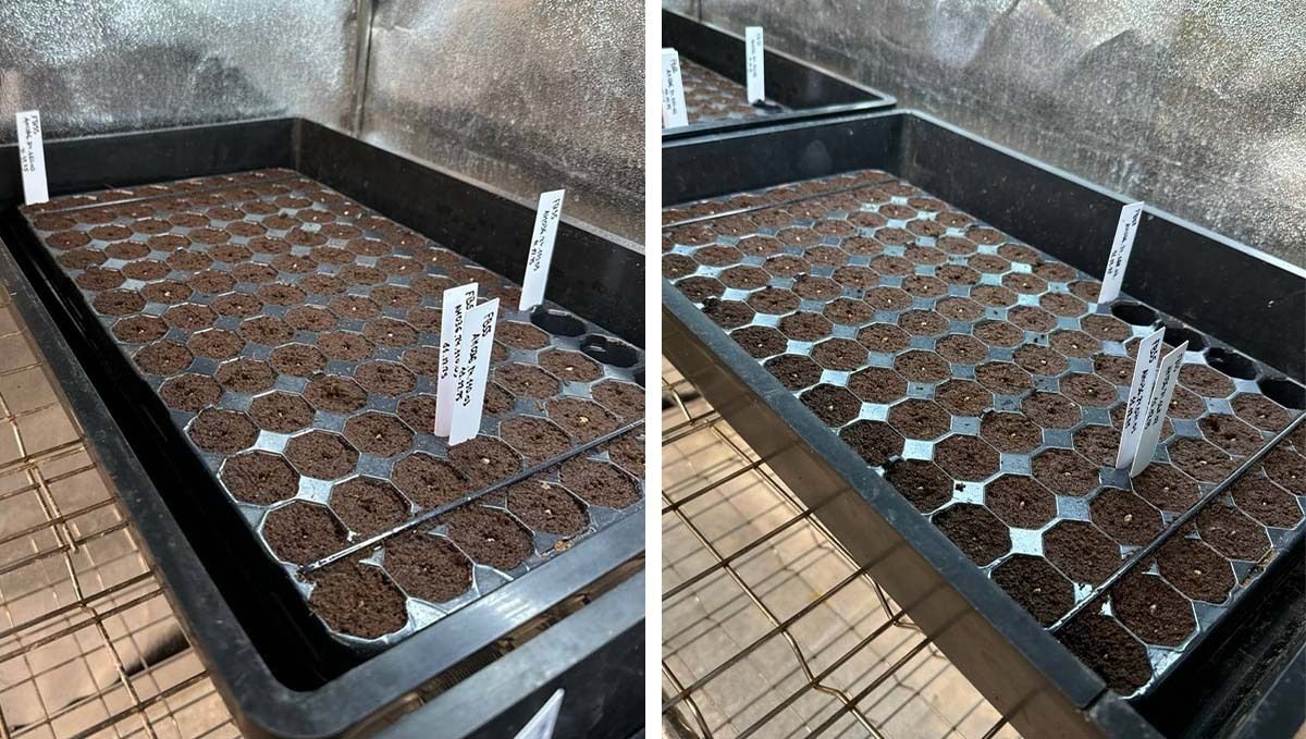 lcc_in_sabika.jpg Lemon Cherry Cookies in Sabika