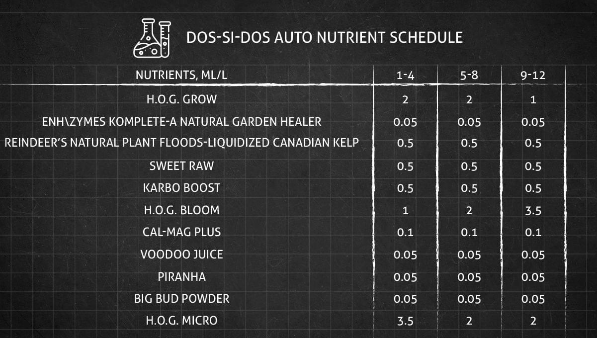 Dos-si-dos cannabis strain week-by-week guide: vegetative stage week 3