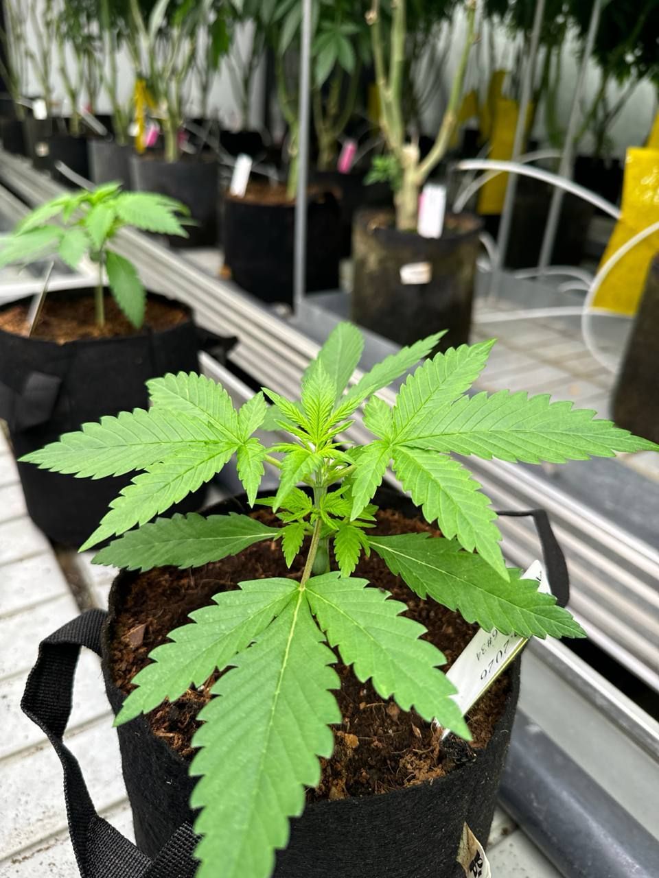 Gorilla Cookies Auto Breeding