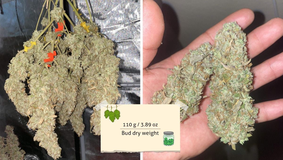 Watermelon Z Auto cannabis strain: harvest | a bush with huge colas hung to dry upside down and a couple of ganja buds on a grower's palm