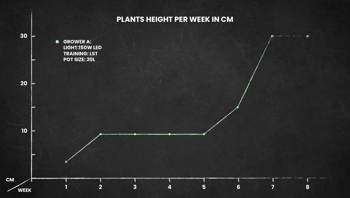 Purple Lemonade Auto Cannabis Strain: height chart