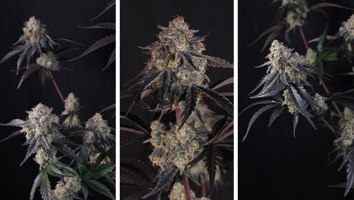 lemon cherry sundae auto