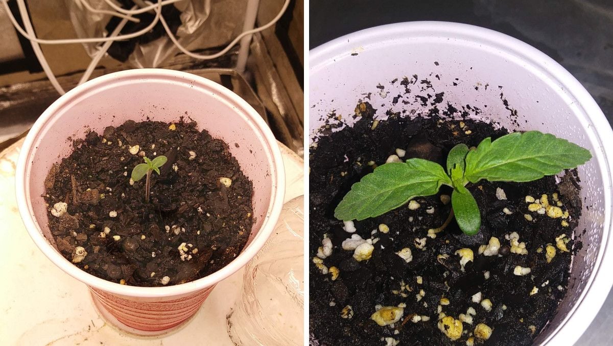 Watermelon Z Auto cannabis strain: germination and seedling stage | week 1 | the progress of a sprout in a solo cup