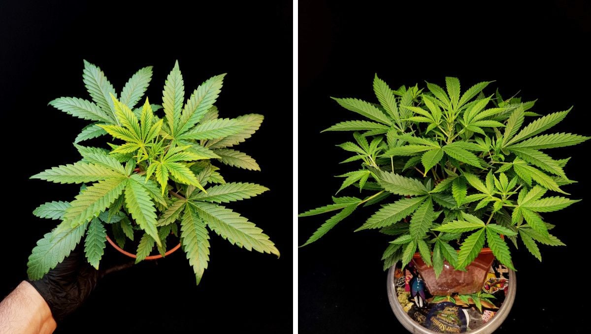 Tropicana Cookies Auto cannabis strain: mid veg | weeks 3-4 | the progress of a young marijuana plant that hasn't been trained