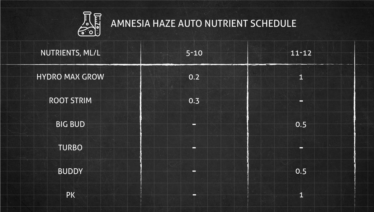 Amnesia Haze Auto cannabis strain: feeding chart for the flowering stage
