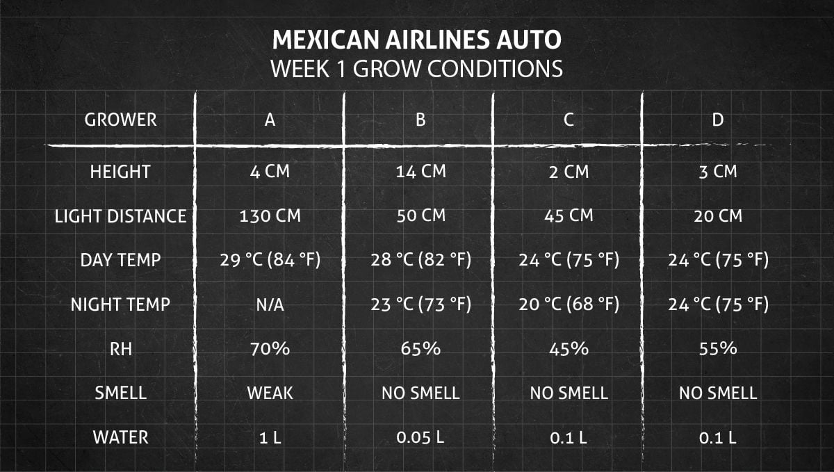 Mexican Airlines Auto cannabis strain: week 1 grow conditions