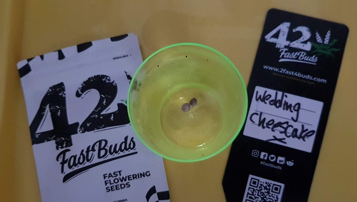 Wedding Cheesecake FF cannabis strain: germination and seedling stage | week 1 | two seeds submerged in water in a plastic cup Wedding Cheesecake FF cannabis strain: germination and seedling stage | week 1 | two seeds submerged in water in a plastic cup