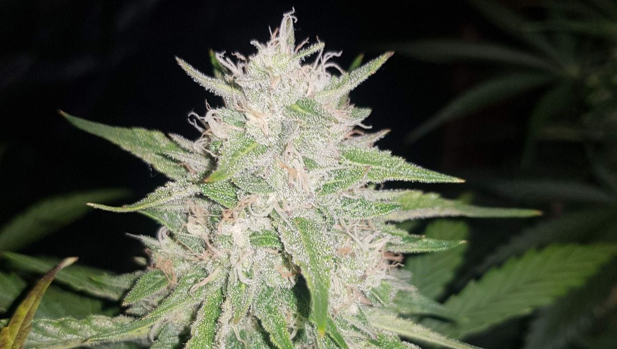 Watermelon Z Auto cannabis strain: mid flower (bulk phase) | weeks 8-9 | a closeup of a frosty half-mature bud