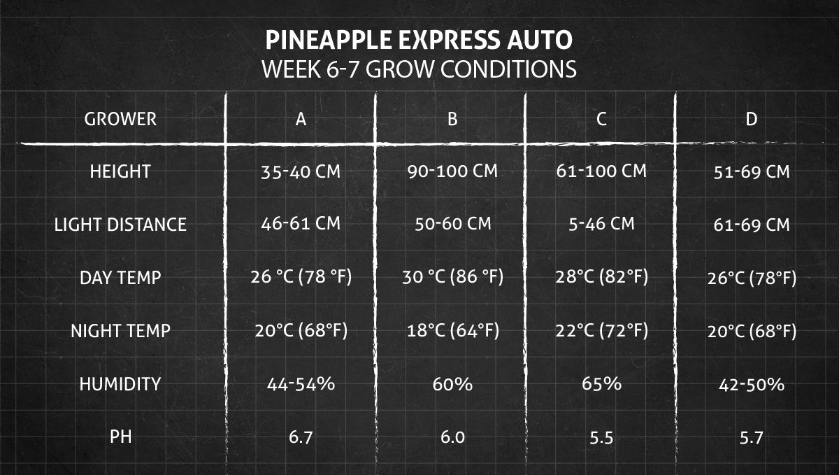 Pineapple Express Auto cannabis strain: weeks 6-7 grow conditions