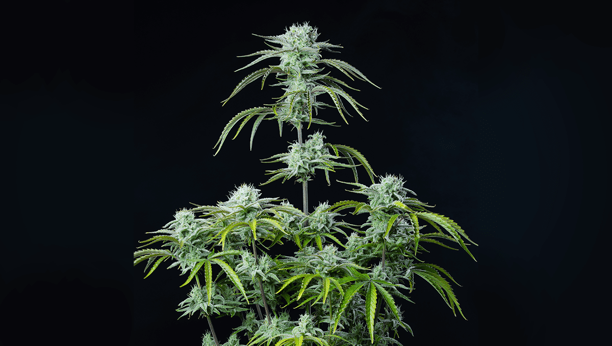 The top 5 best hybrid autoflower strains: strawberry banana auto The top 5 best hybrid autoflower strains: strawberry banana auto