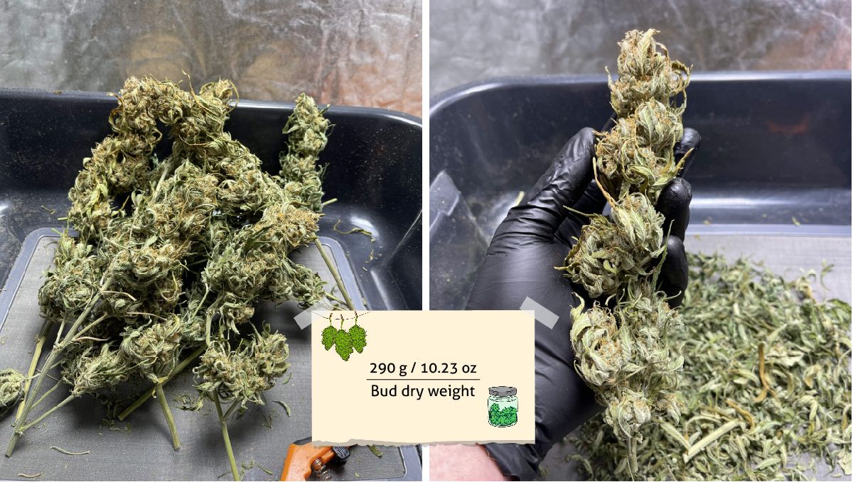 Green Crack Auto cannabis strain outcome: several dried marijuana branches on a tray and a grower's gloved hand holding one bud