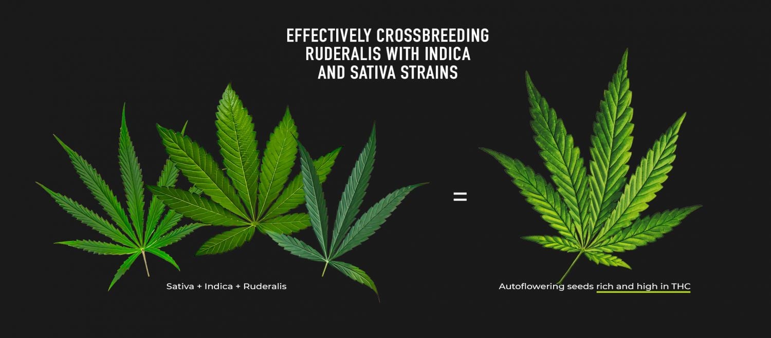 Autoflowers Are The Result of Crossfeeding Between Ruderalis, Sativa and Indica Strains: Illustration