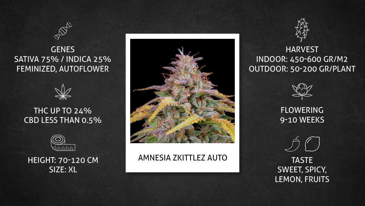 Amnesia Zkittlez Auto Cannabis Strain Week-by-Week Guide | Fast Buds
