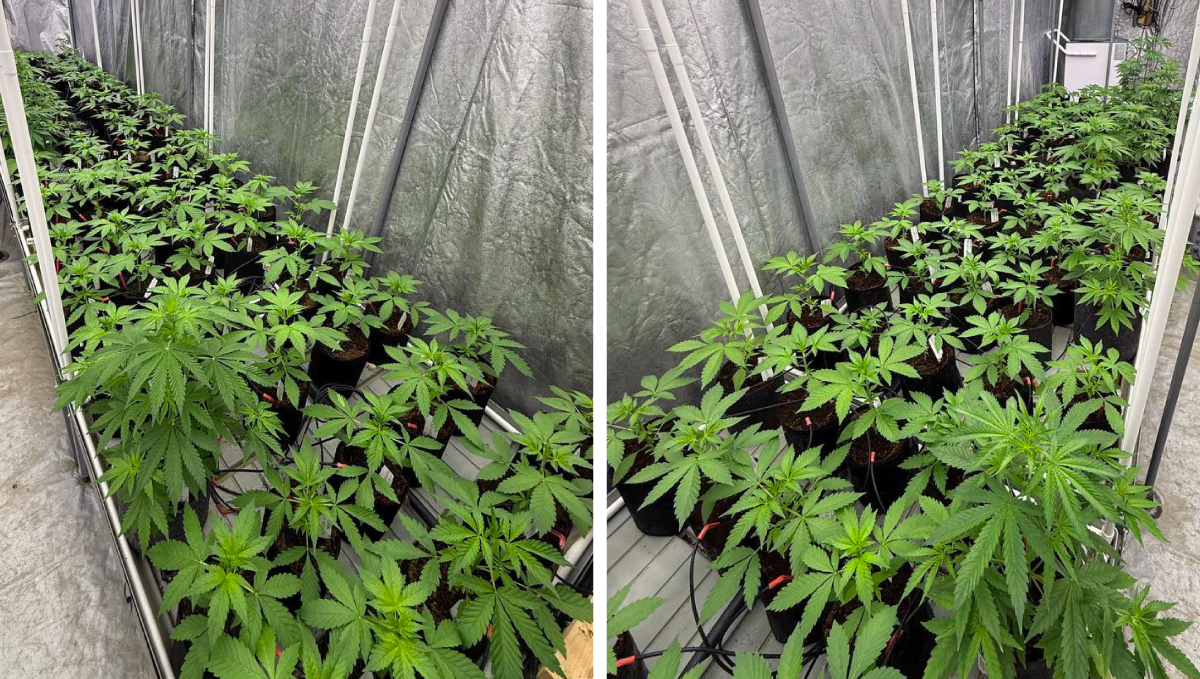 plants sharing the space