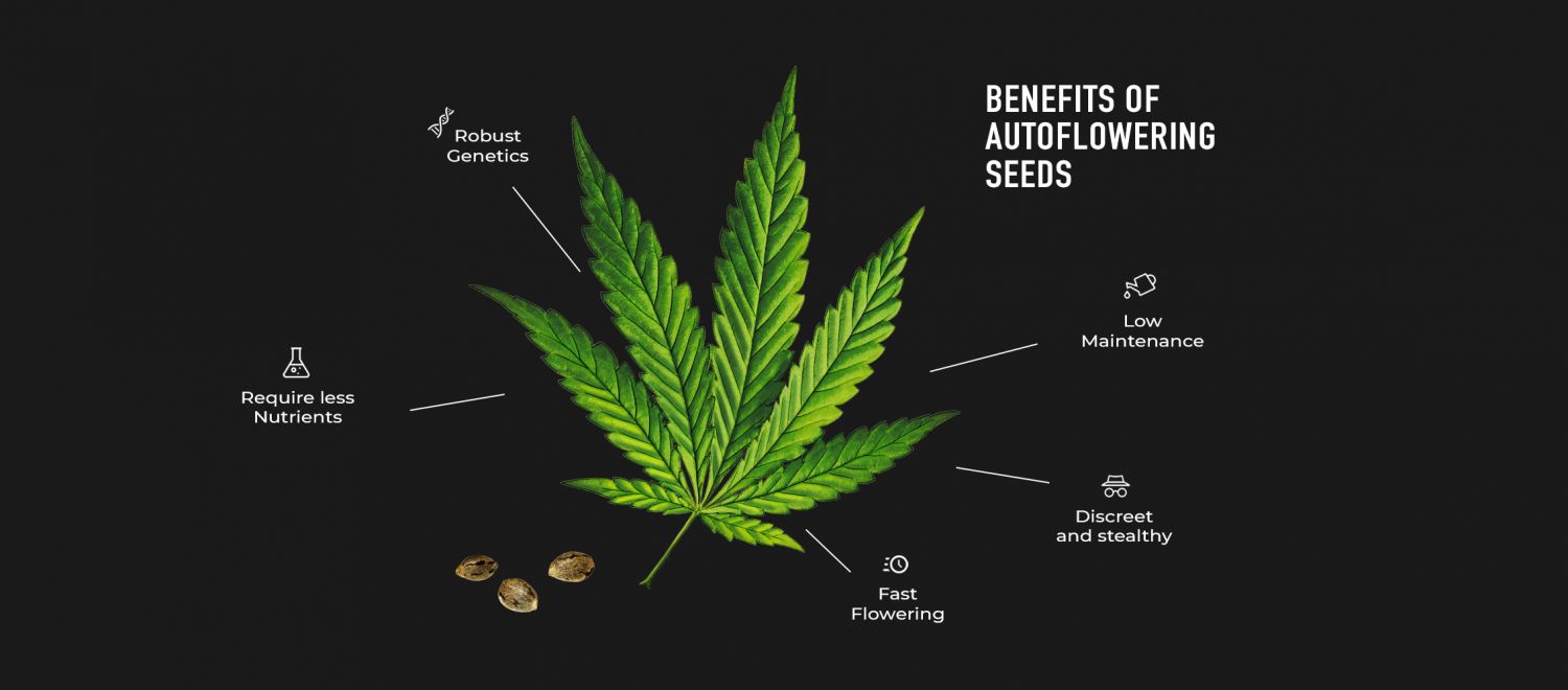 Benefits of Autoflowering Seeds: Illustration