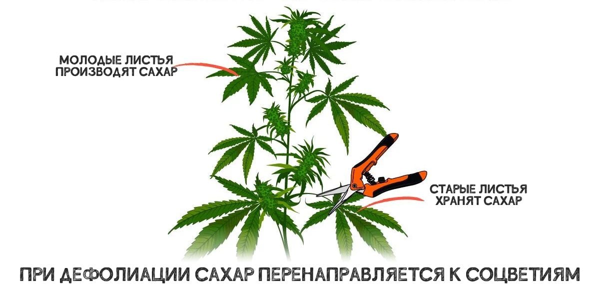 Как улучшить свойства конопли украина за легализацию марихуаны