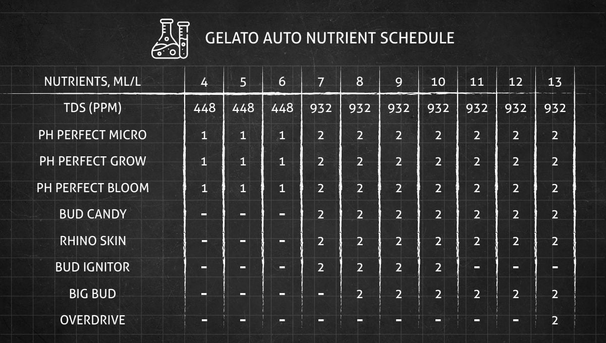 Gelato Auto Cannabis Strain Week-by-Week Guide: Feeding schedule - Weeks 4-13 Gelato Auto Cannabis Strain Week-by-Week Guide: Feeding schedule - Weeks 4-13
