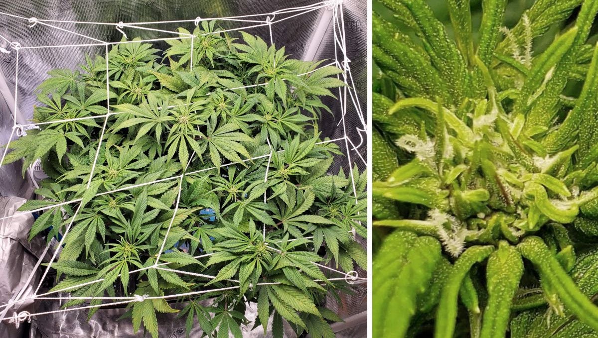 Blackberry Auto cannabis strain: transition (pre-flower) | week 5 | a ScrOGed plant and a closeup of its top with the first pistils Blackberry Auto cannabis strain: transition (pre-flower) | week 5 | a ScrOGed plant and a closeup of its top with the first pistils