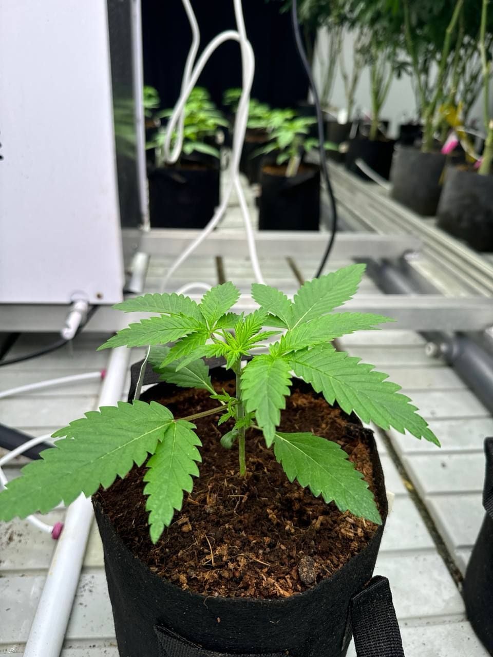 Cherry Cola Auto RF3
