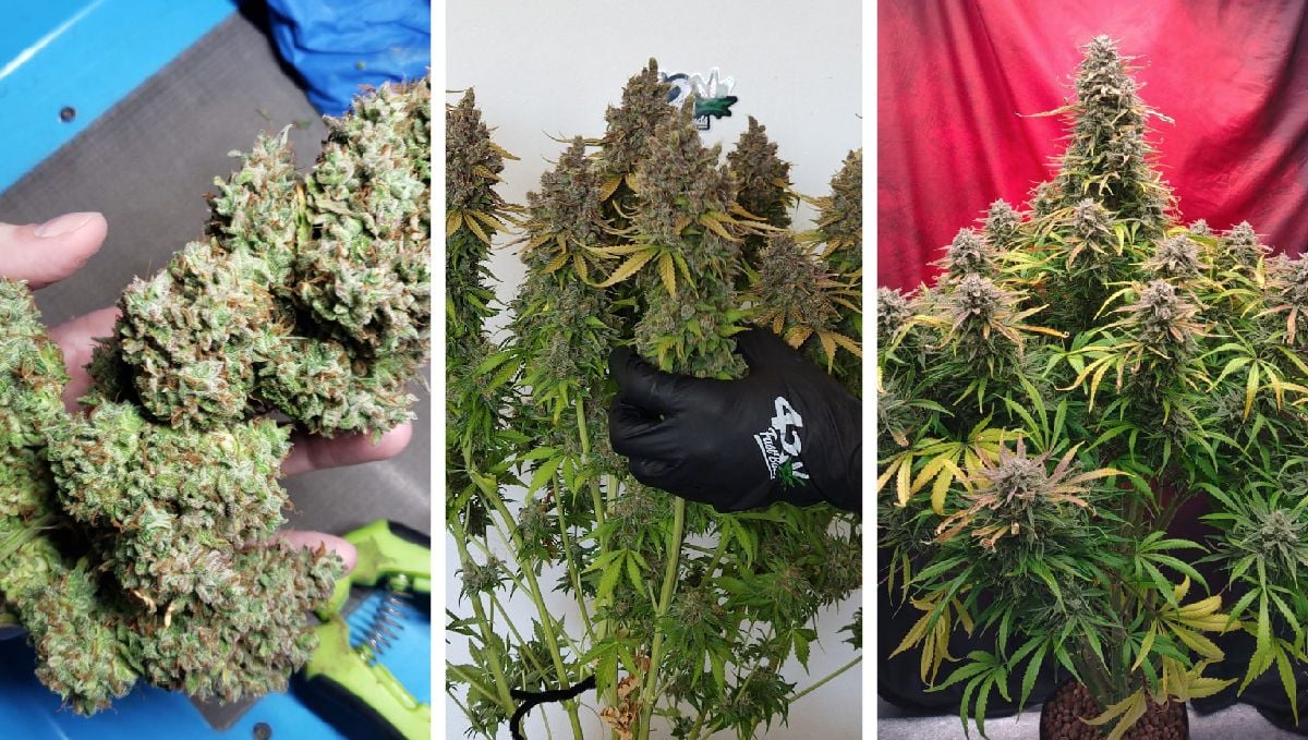 Strawberry Banana Auto mature plant and harvest