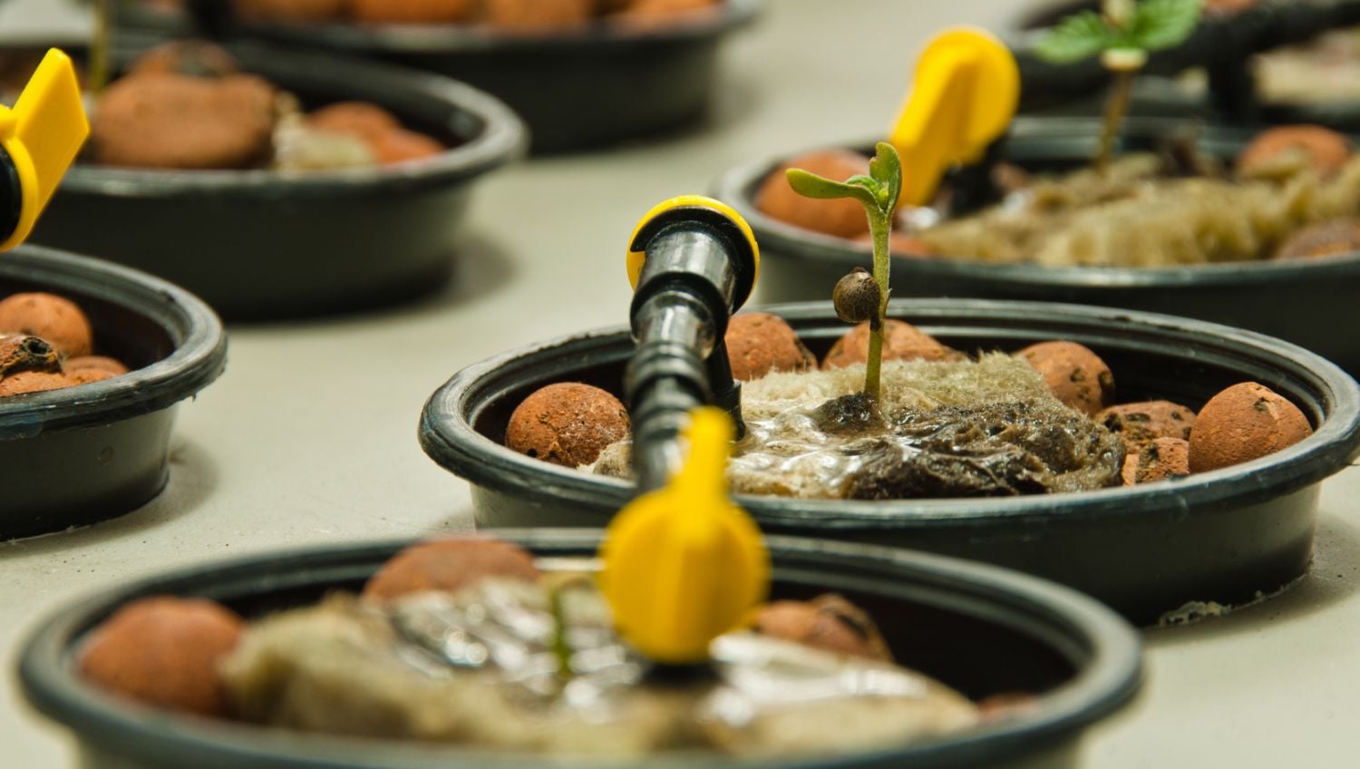 The ultimate guide to watering your cannabis plants: Environmental factors and watering frequency The ultimate guide to watering your cannabis plants: Environmental factors and watering frequency