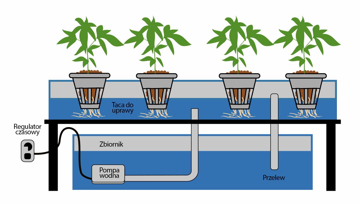 Autoflowering cannabis in hydro: ebb and flow and continuous flow