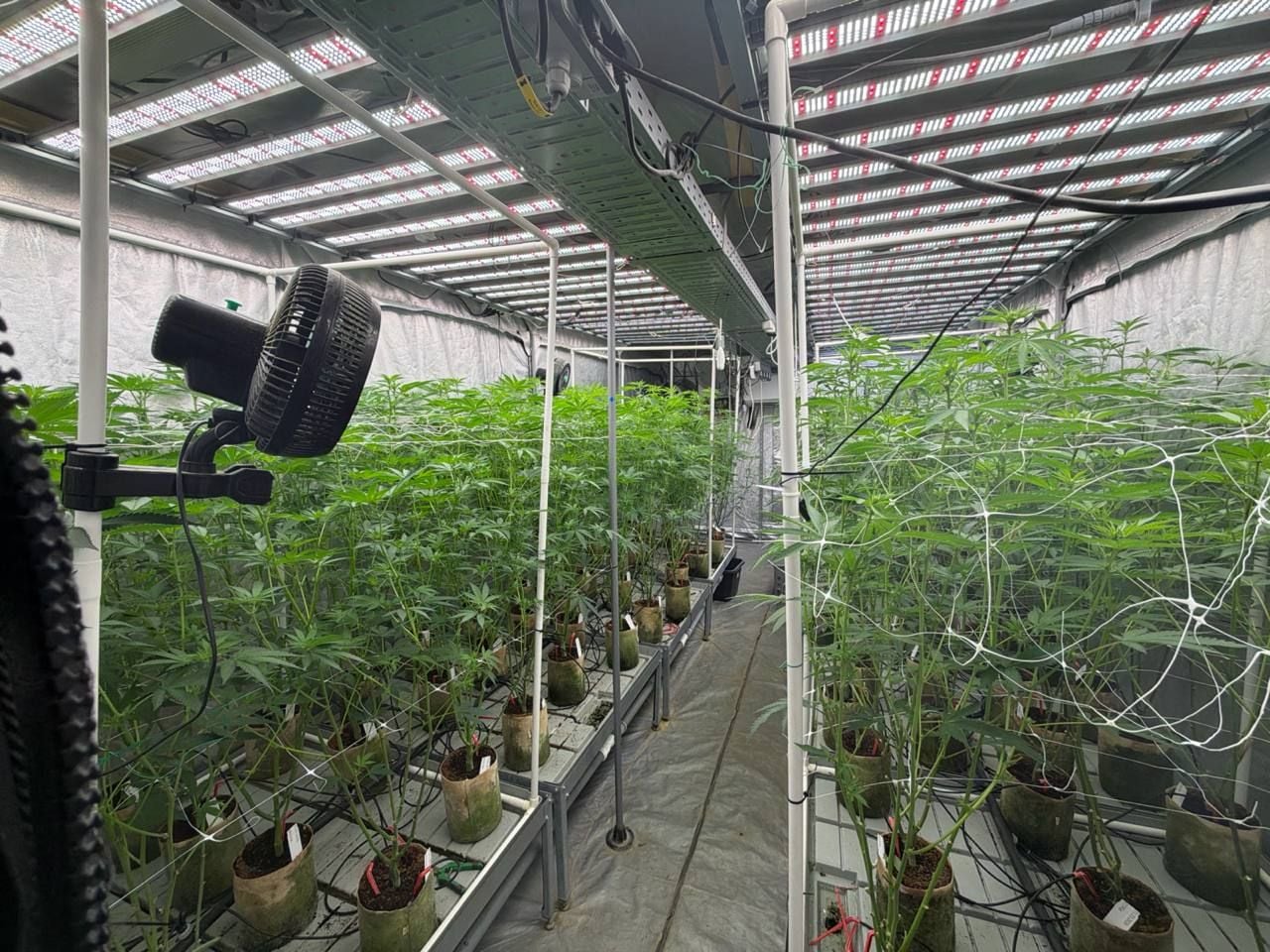 Females plants 