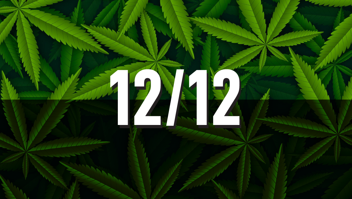Ciclo de luz 12/12 para las plantas de cannabis