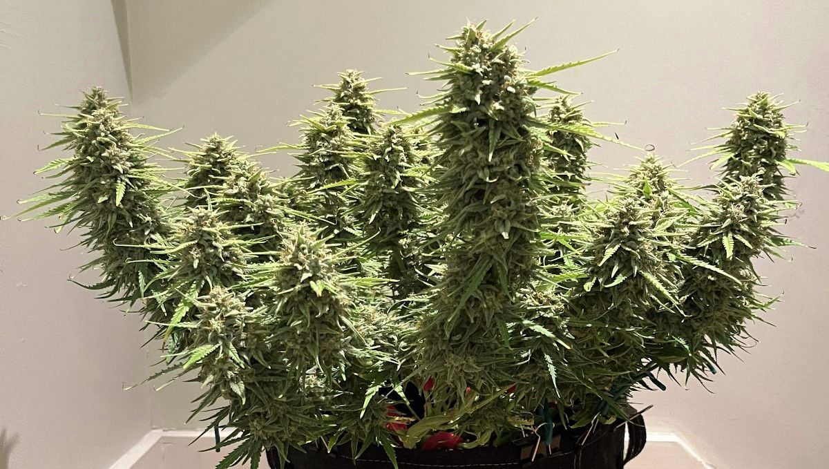 Amnesia Z Auto cannabis strain: ripening and harvest | weeks 10 | a leafy, multi-top plant defoliated before the harvest